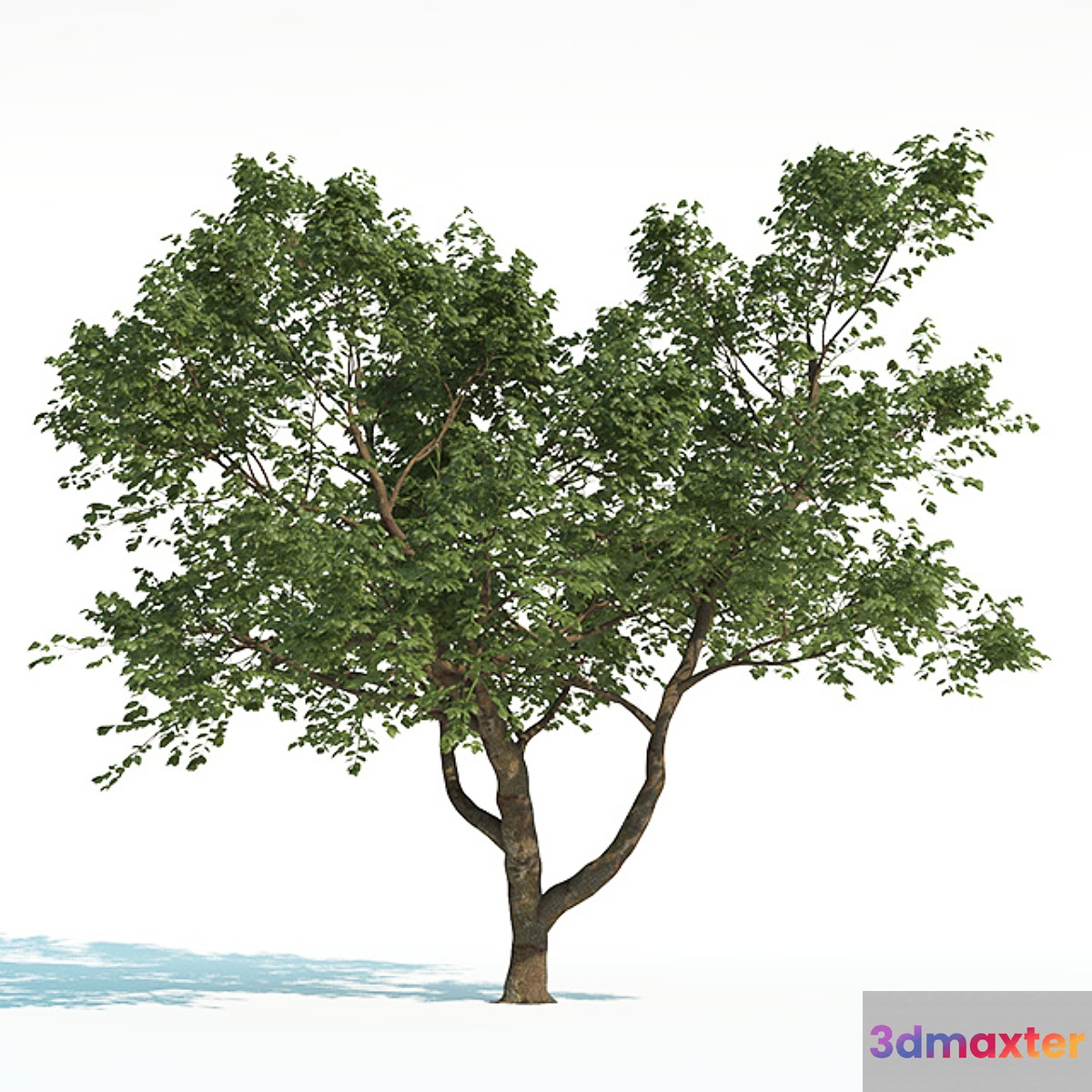 Tree Common 02 (2 of 3) 3D Max