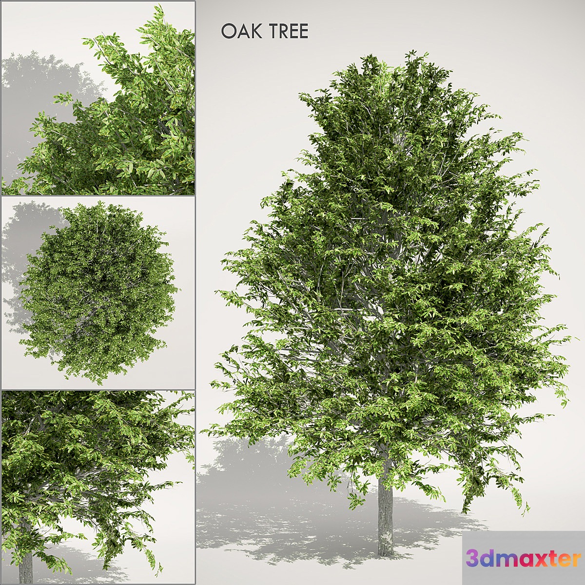 Oak Tree 3D Max