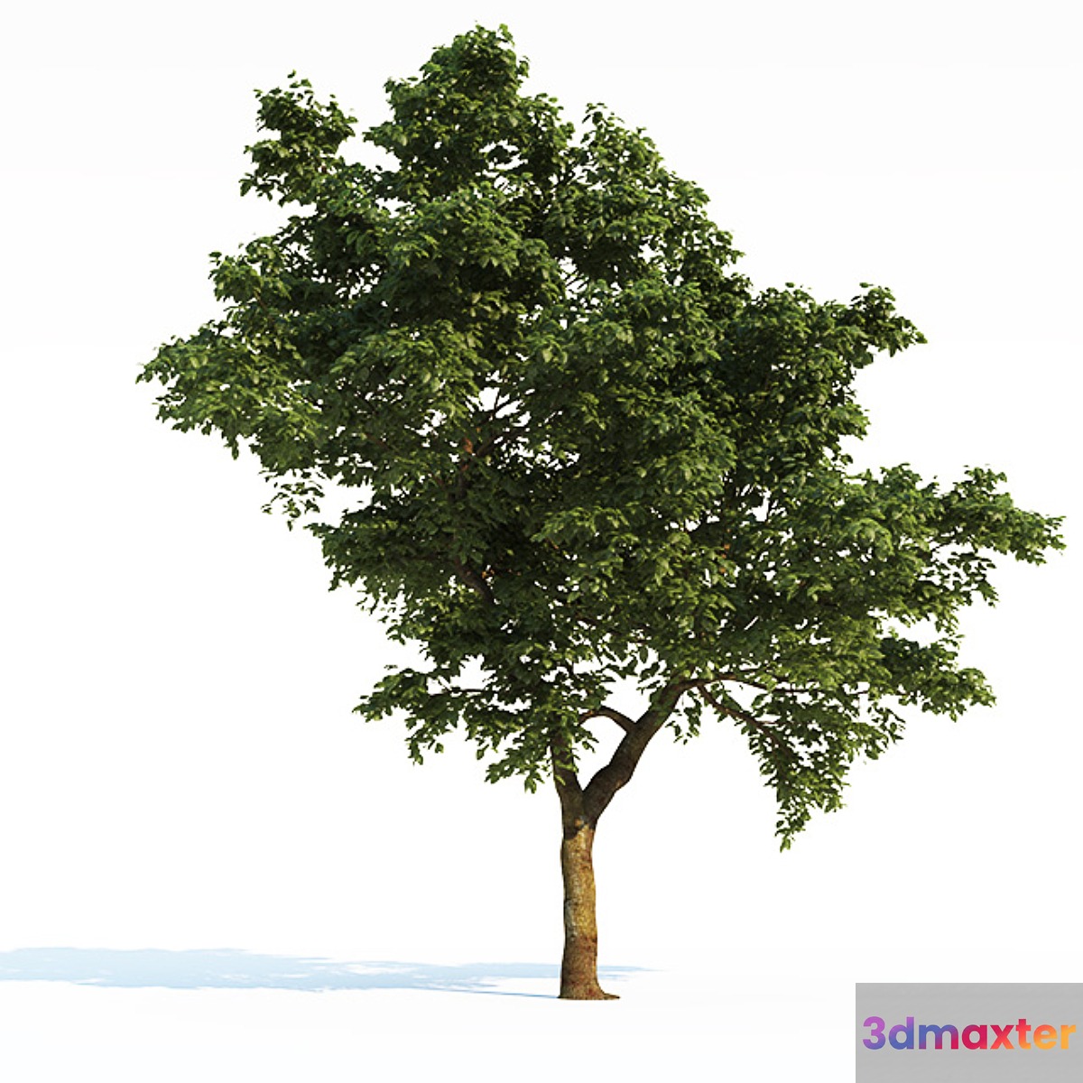 Tree Common 03 (3 of 3) 3D Max
