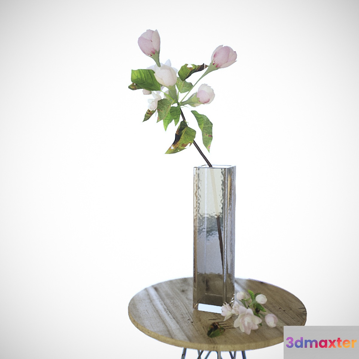 Apple tree branch