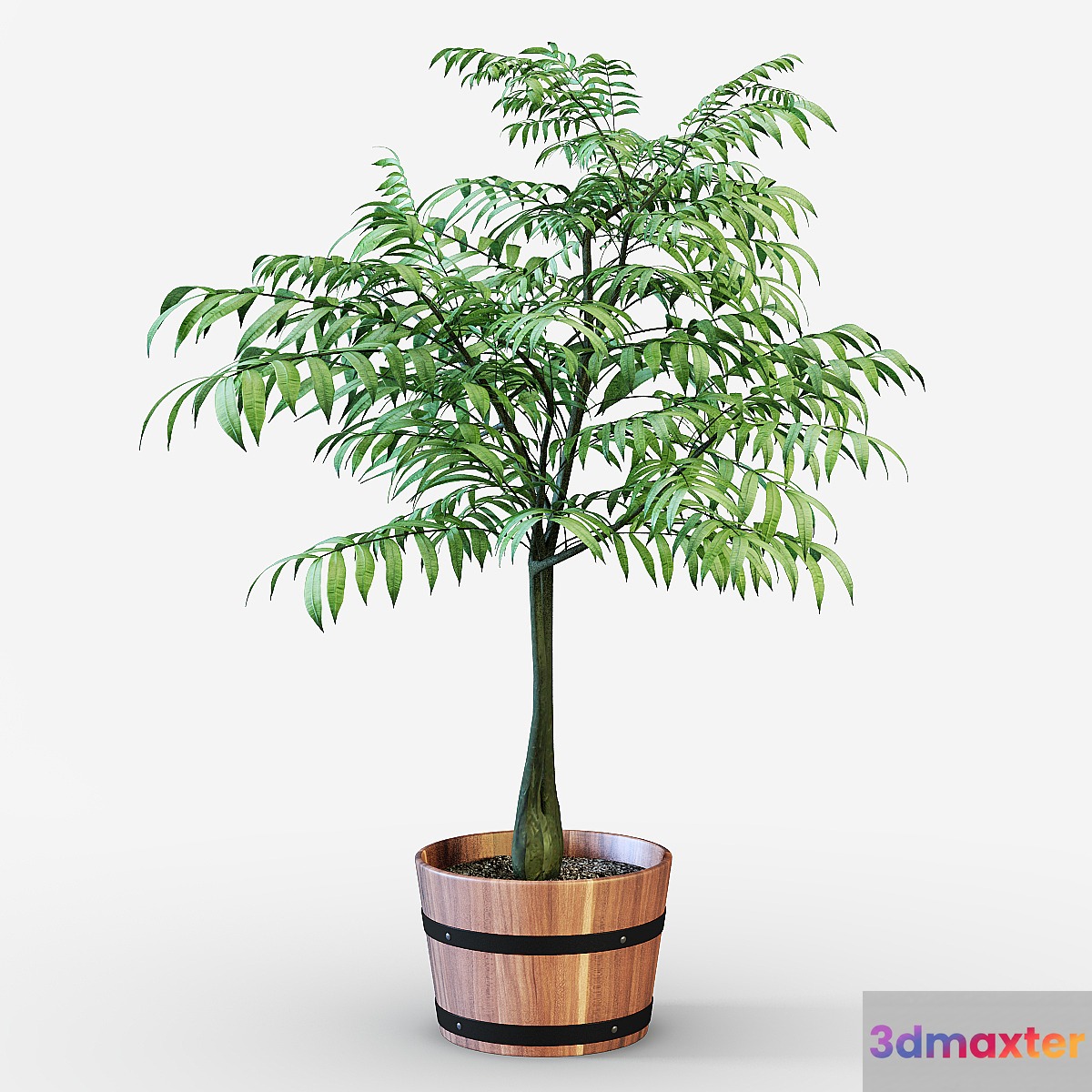 Houseplant 3D Max