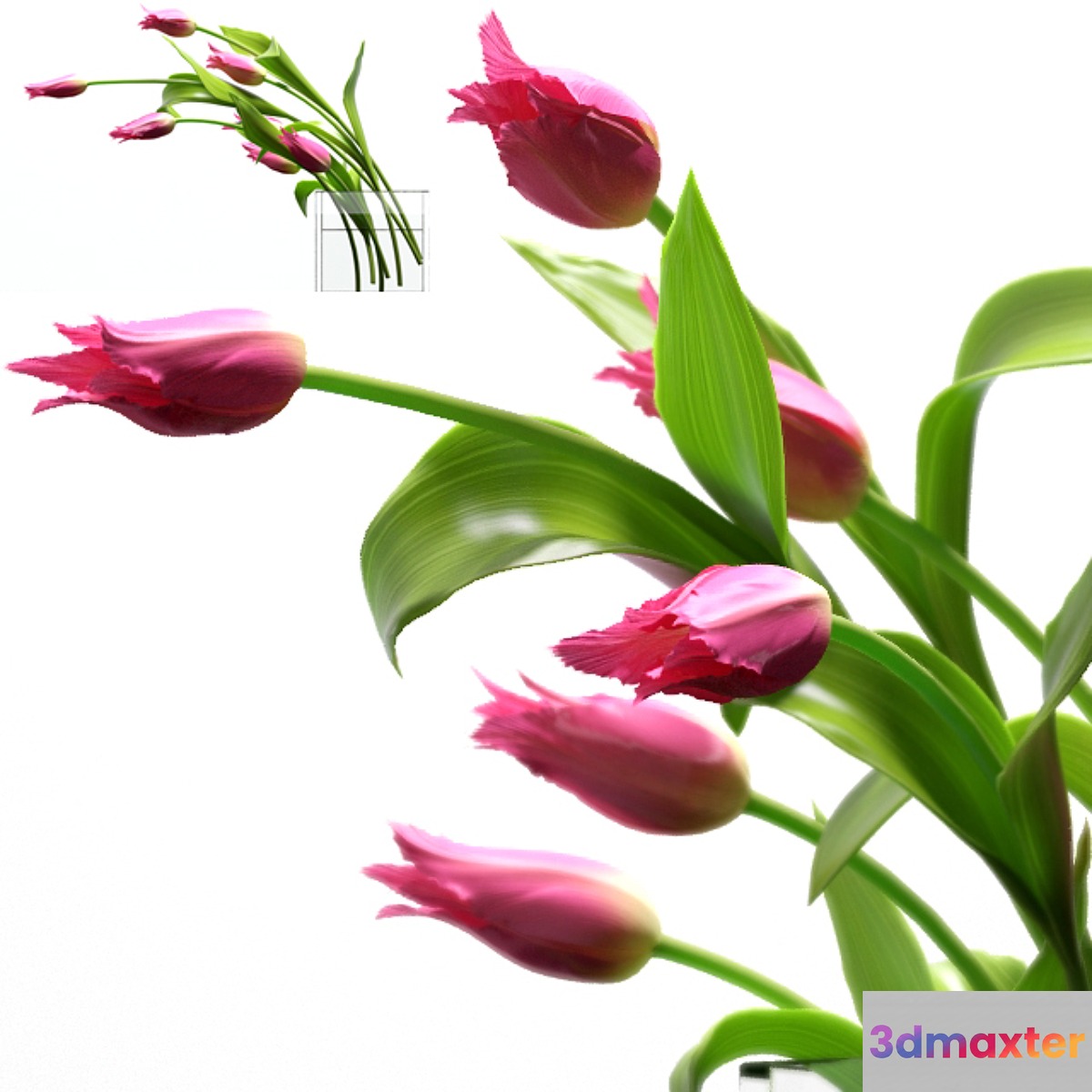 Young royal tulips. - No.2