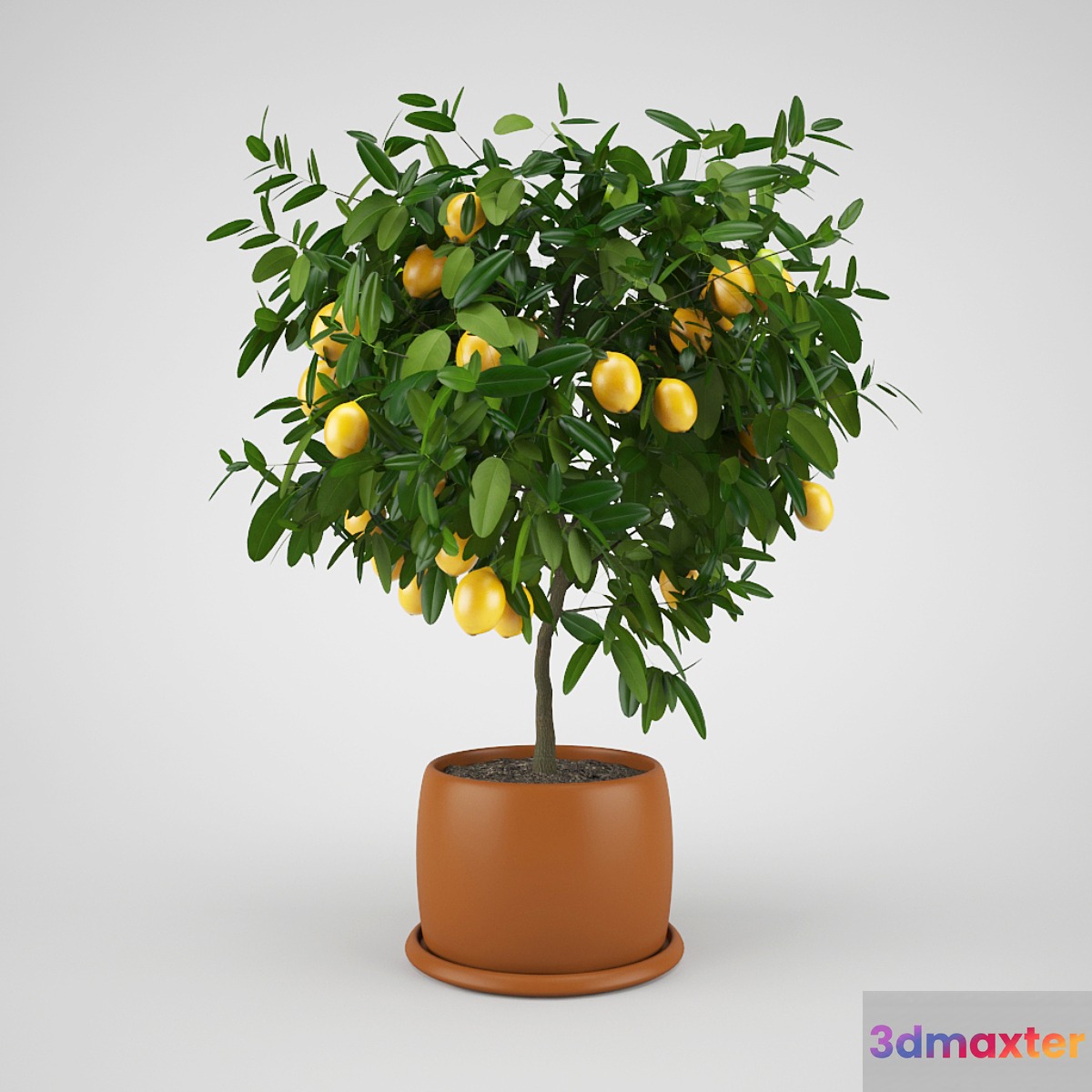 Lemon tree 3D Max