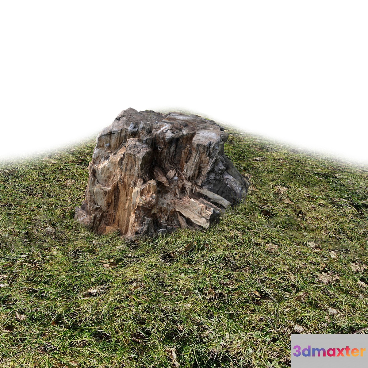 Stump wood exterior
