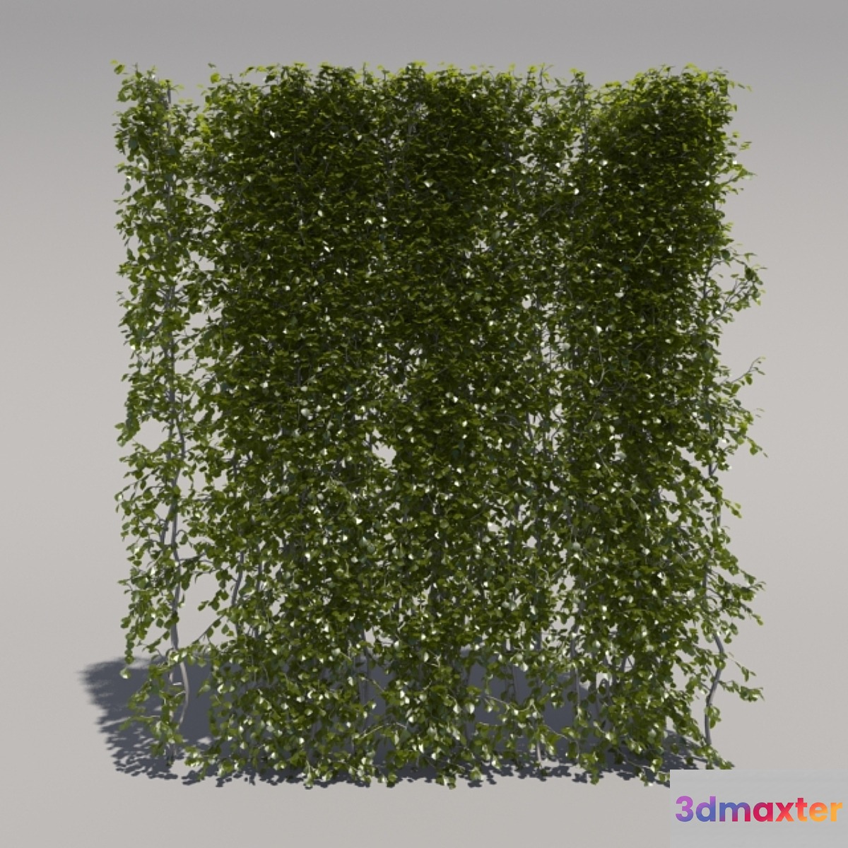 Bush trimmed high 3D Max