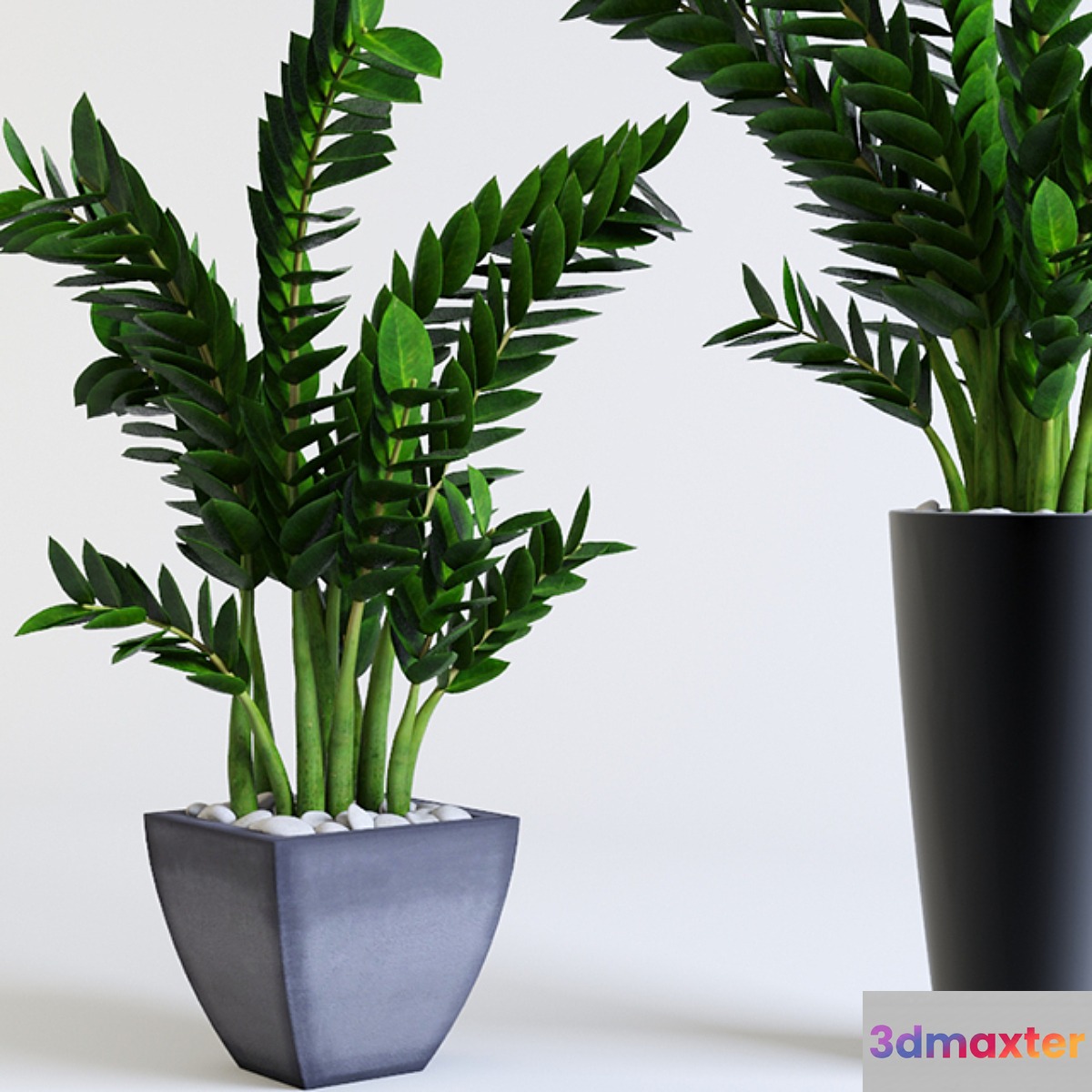 Zamioculcas Zamioculcas