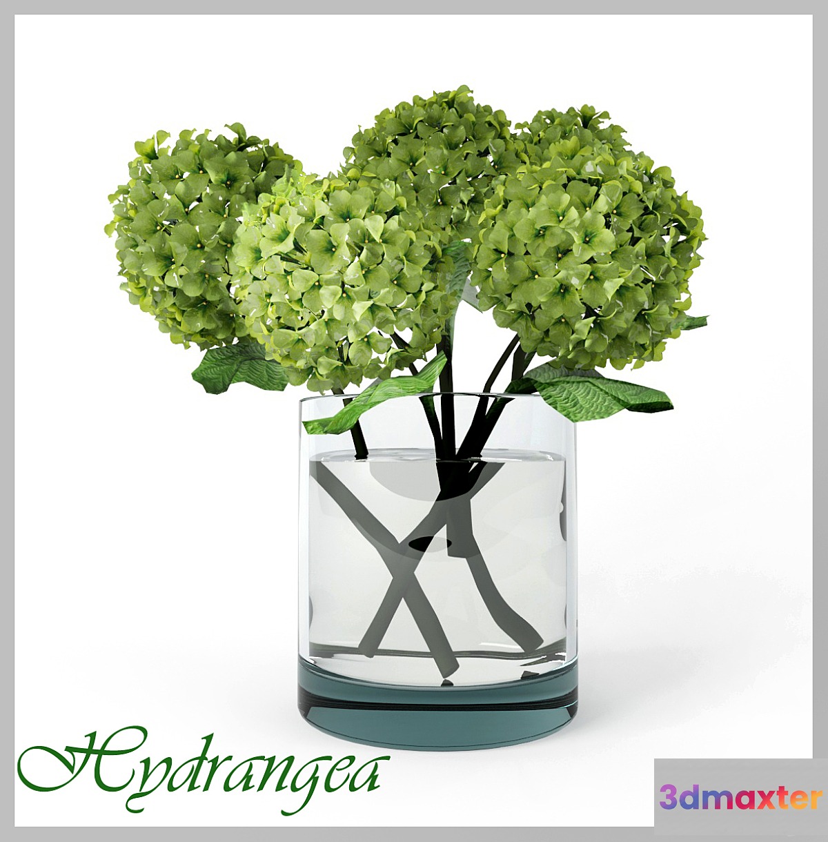 Hydrangea 3D Max