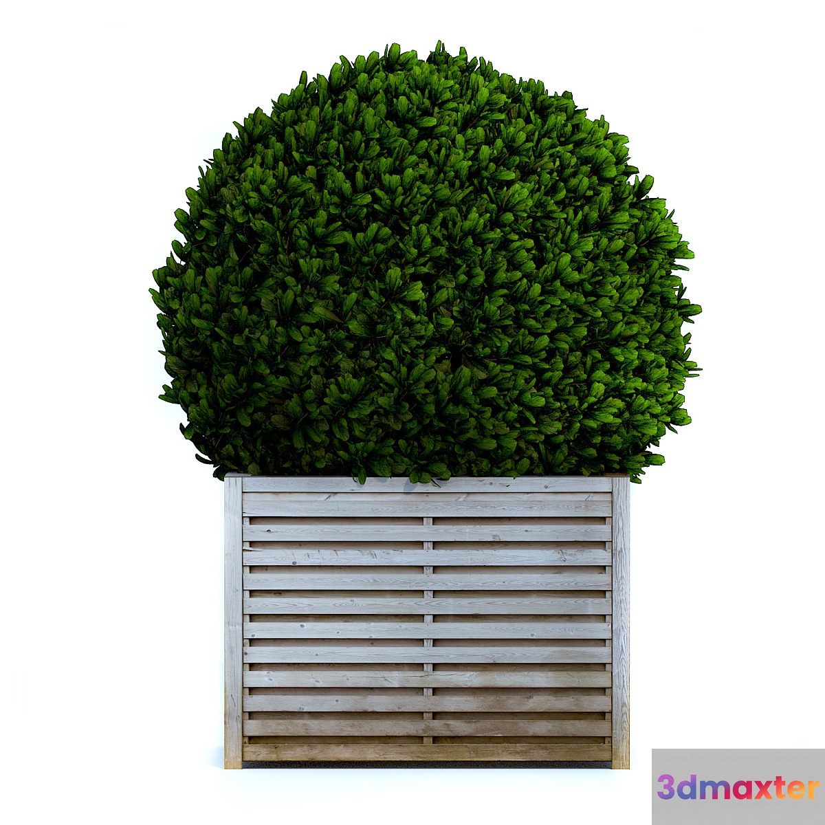 Round bush 3D Max