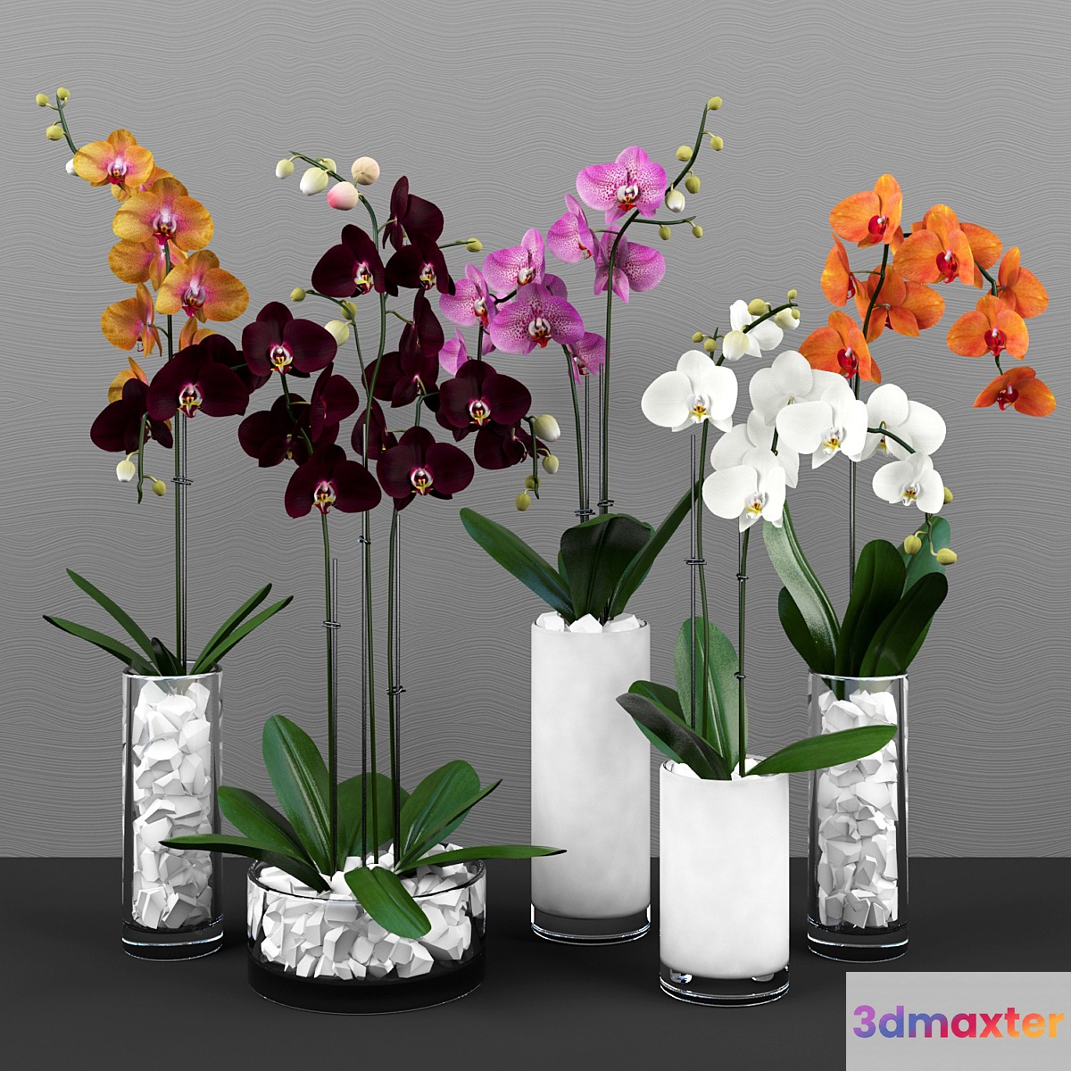 Phalaenopsis orchids set