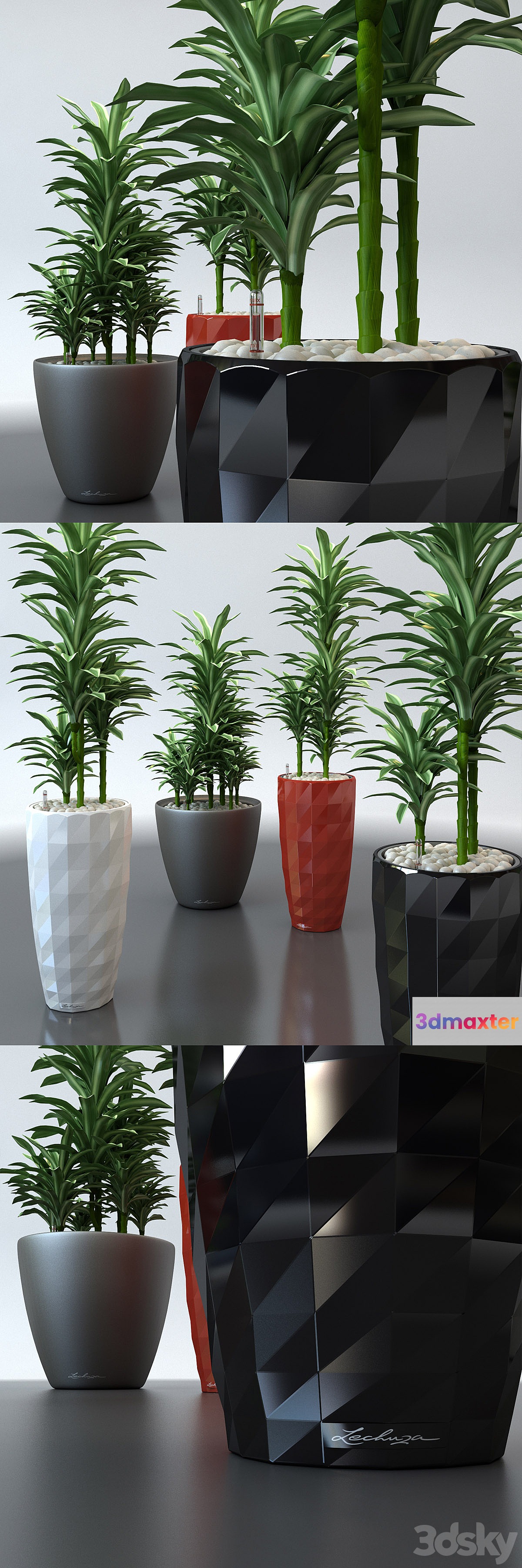 Dracaena in pots Lechuza