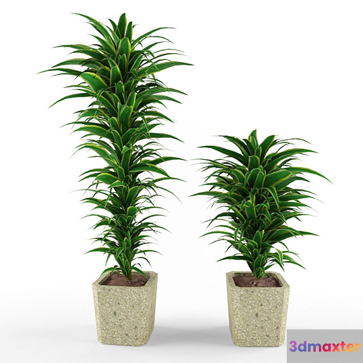 plant - No.2