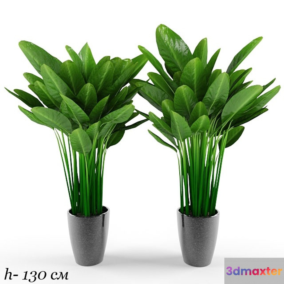 plant - No.12