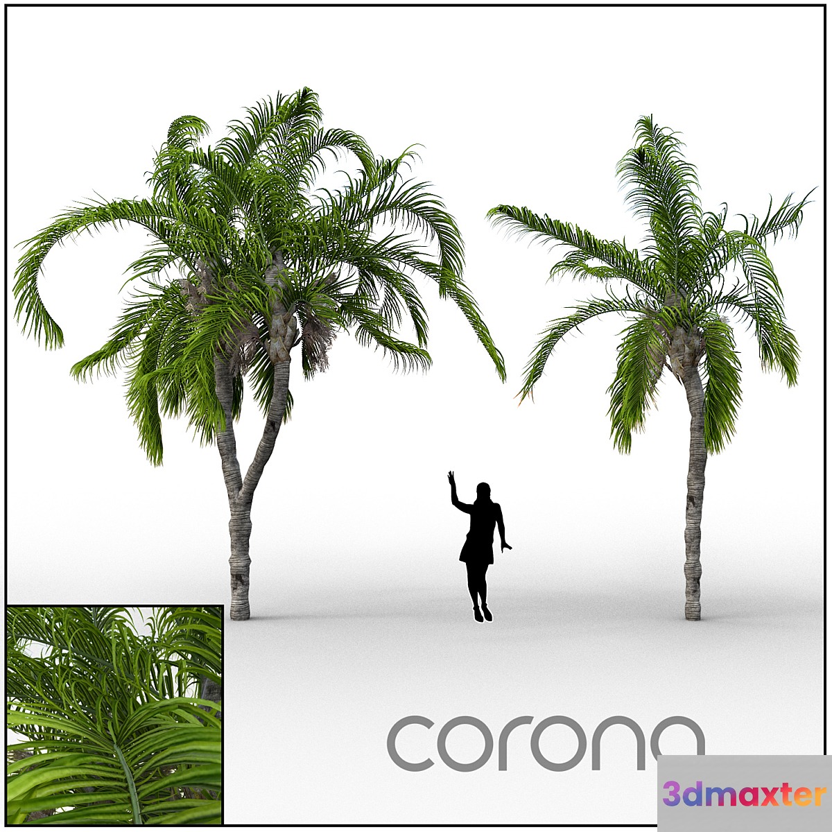 Palm - No.4