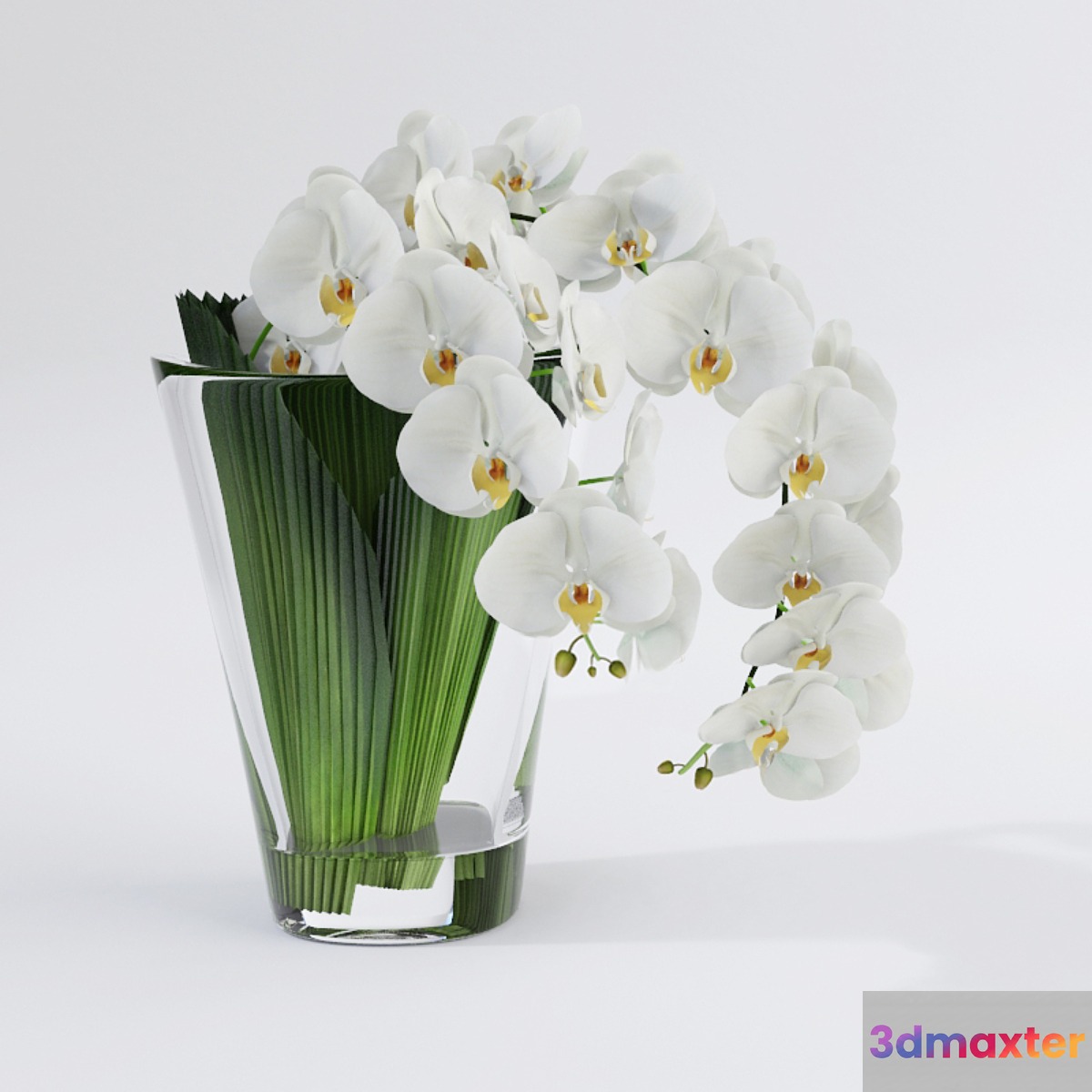 Orchid VG