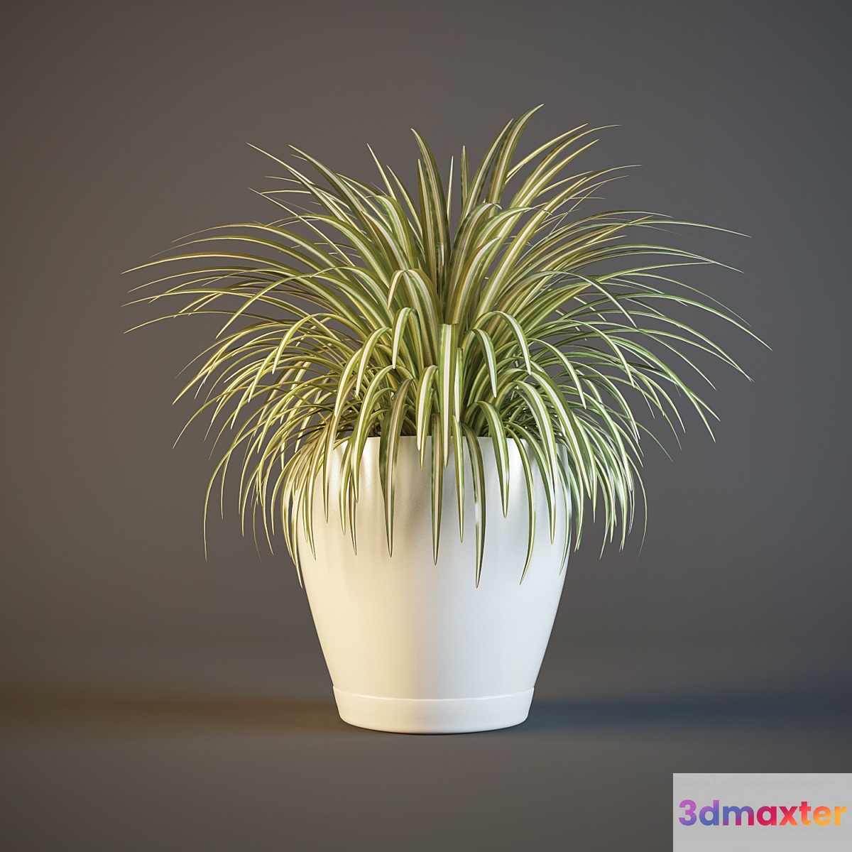 pot Chlorophytum - No.2