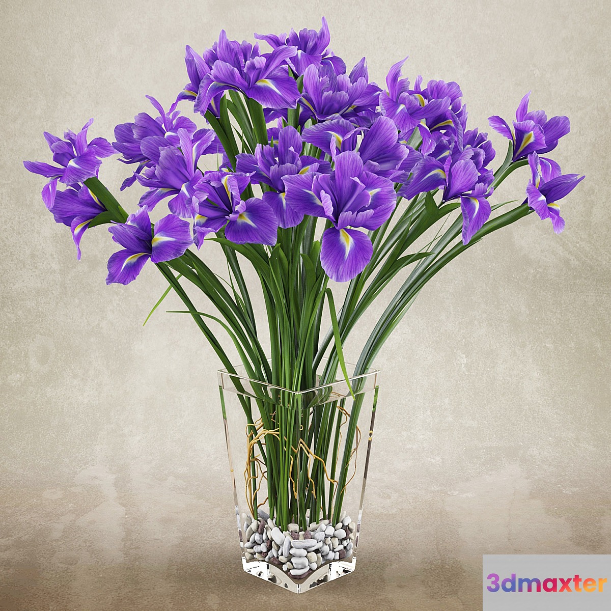 Irises 2