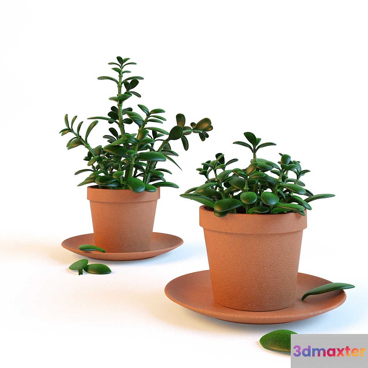 Home plant 