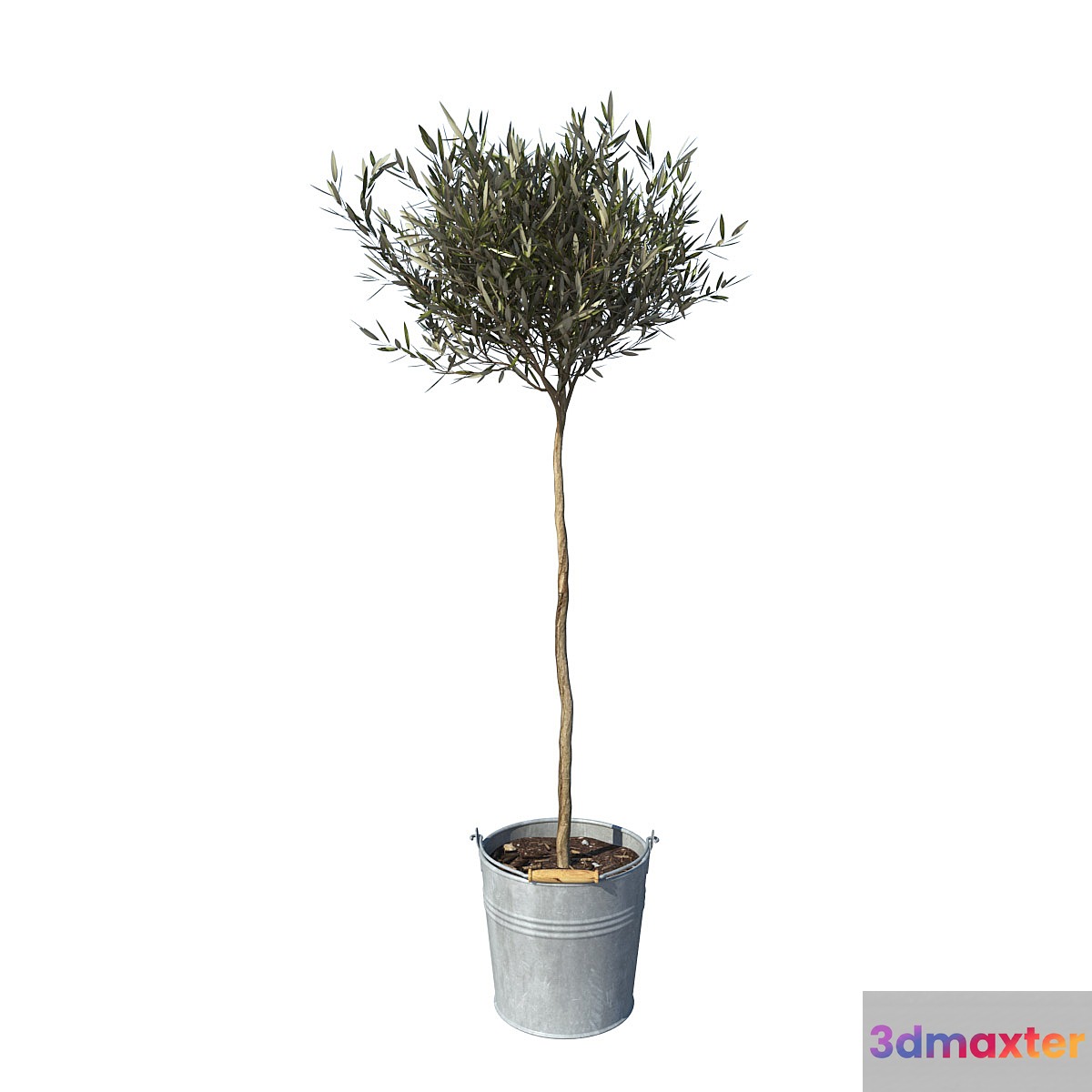 olive tree small