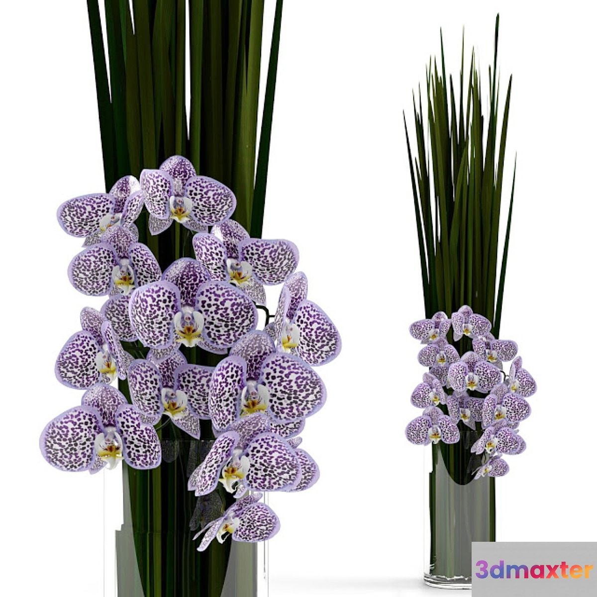 Orchids with grass in glass vase