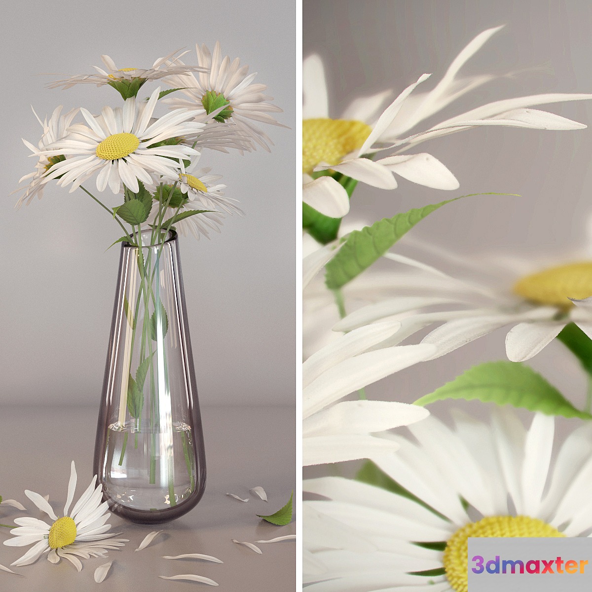 Daisies - No.3 3D Max