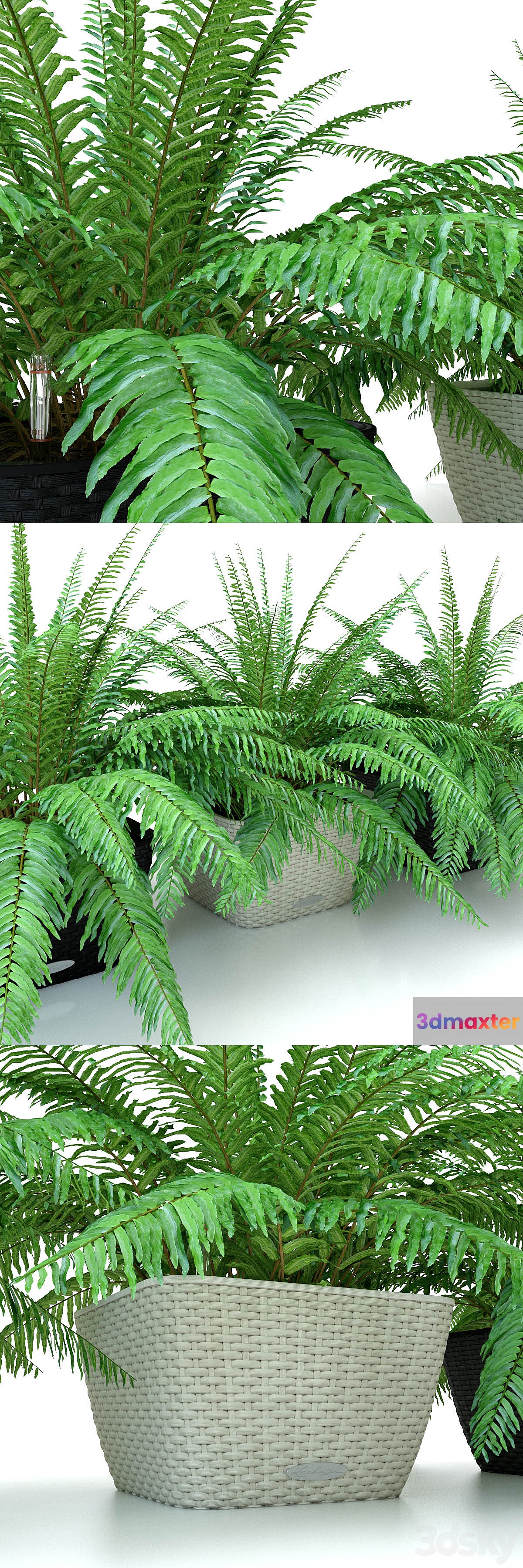 Fern _ Nephrolepis in pots Lechuza Bacino Cottage