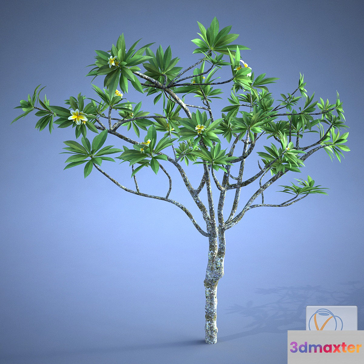 Plumeria_plant - No.2