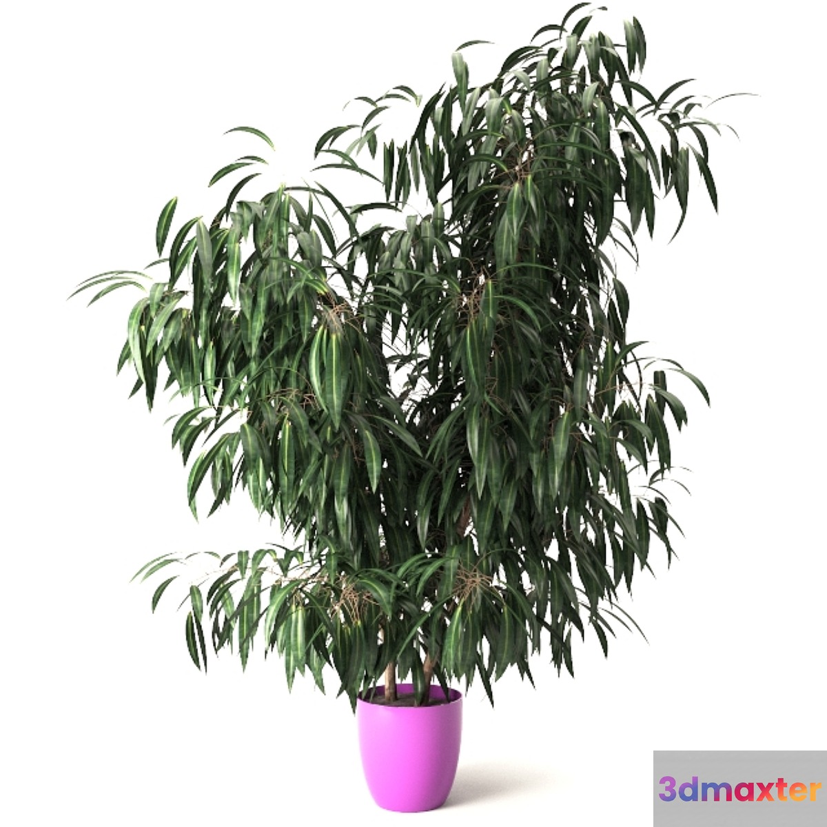 Nerium oleander 3D Max