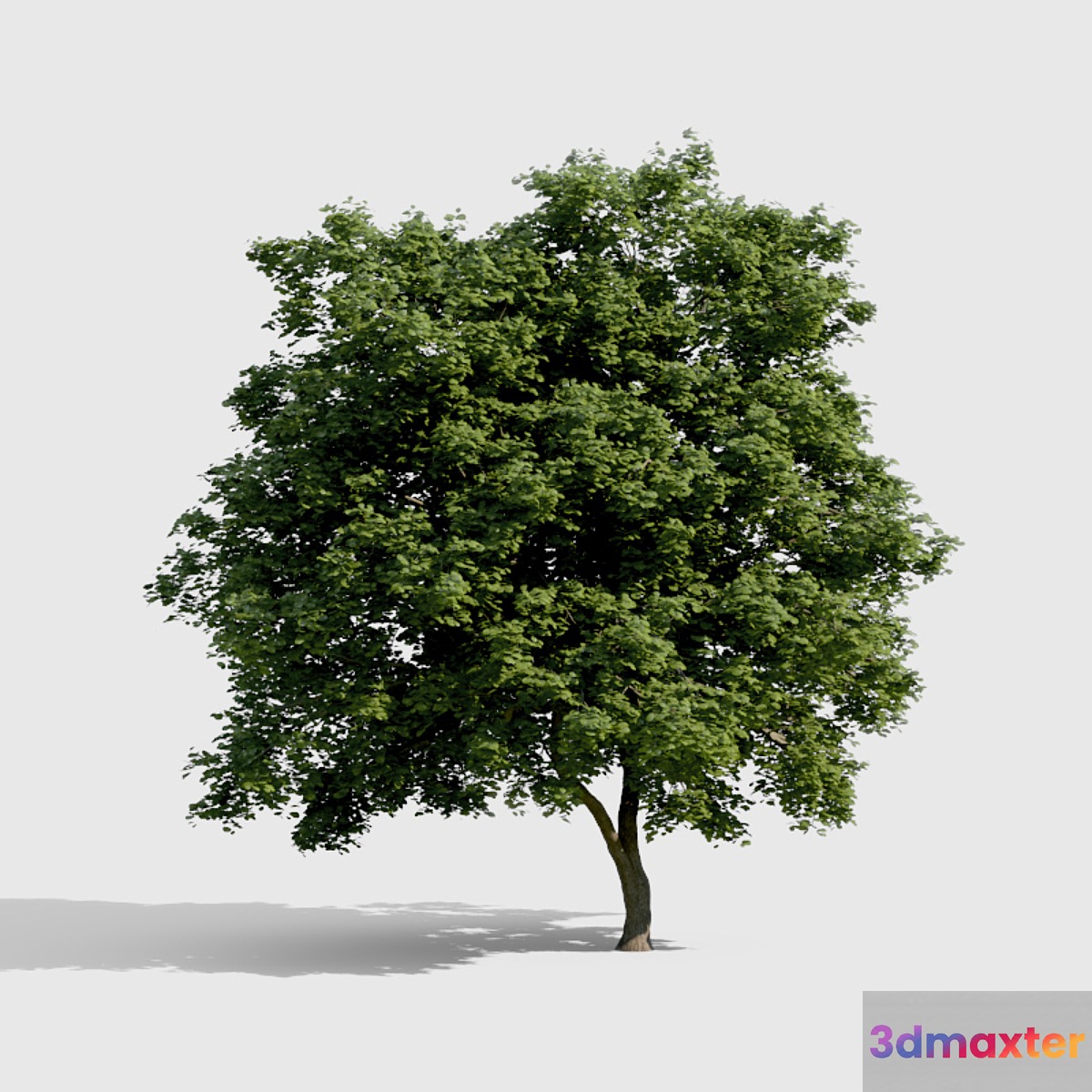 Common Tree with high density greenery 3D Max