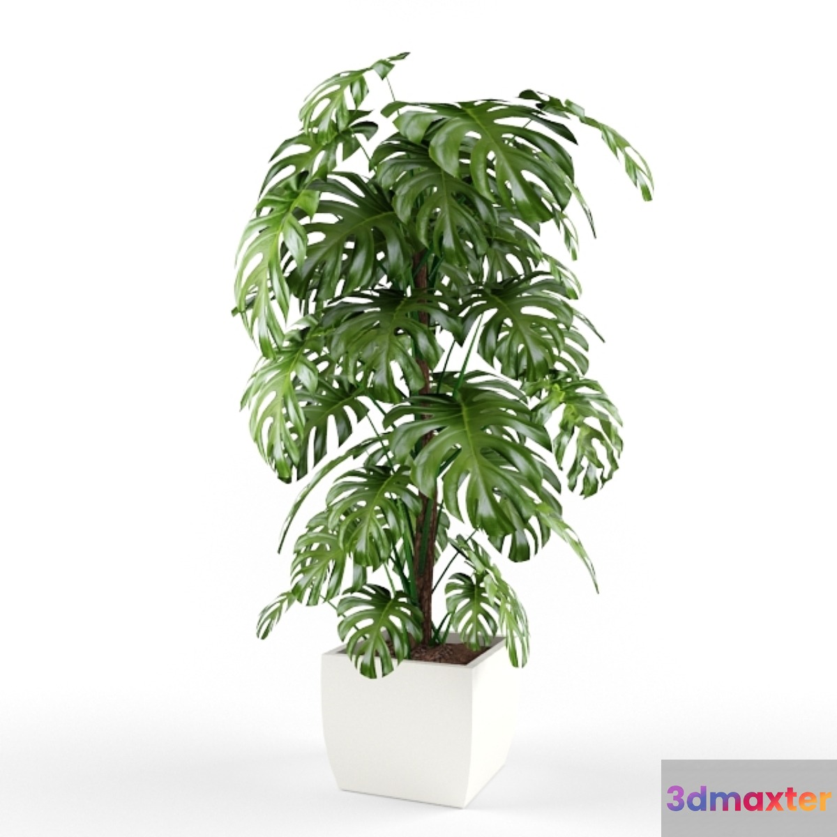 plant - No.2 3D Max