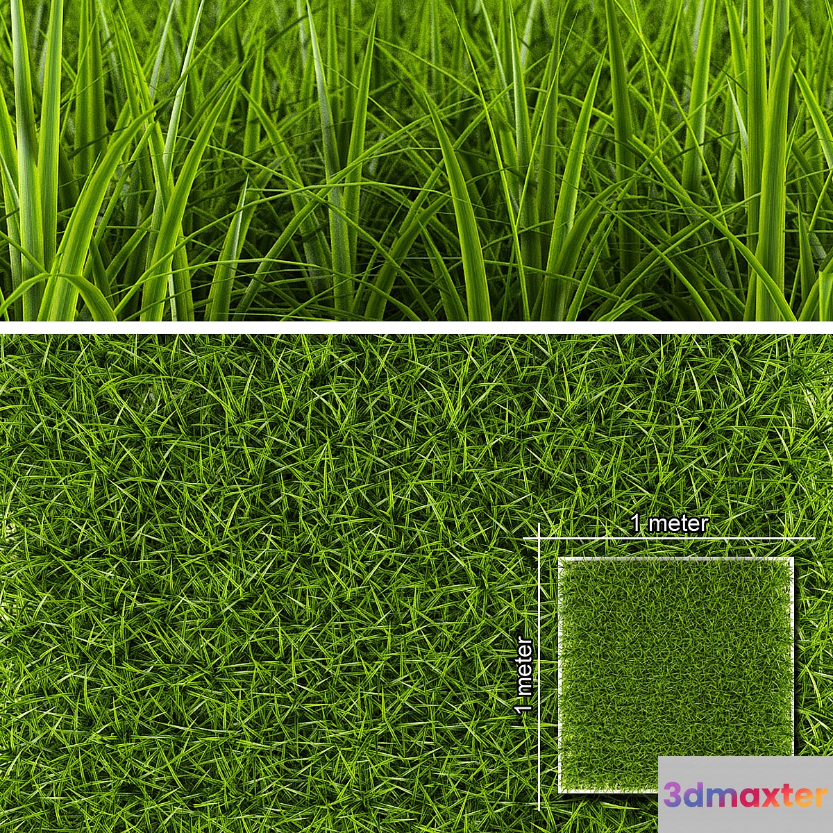 GRASS 1