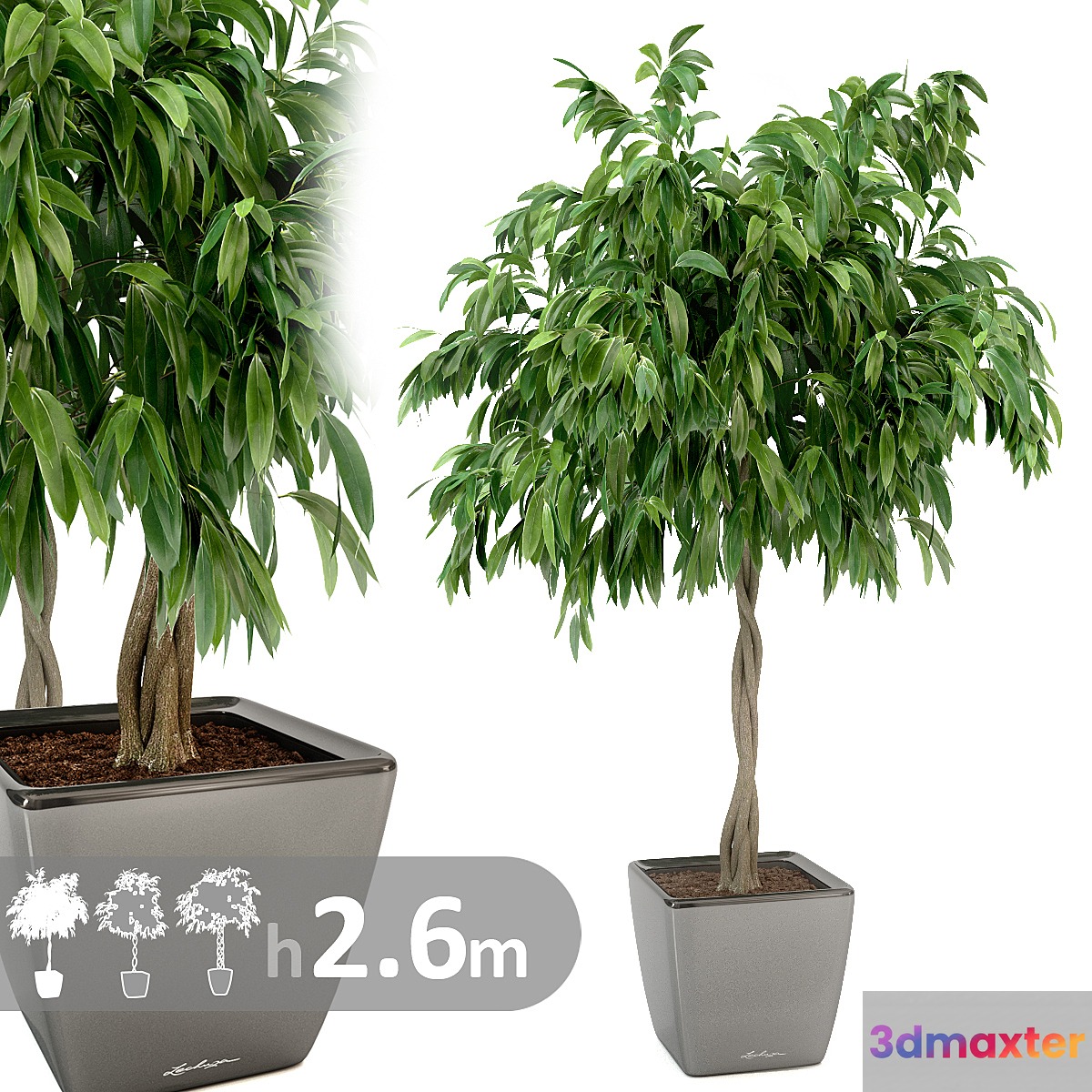 Ficus Ali _ Ficus binnendijkii 3D Max