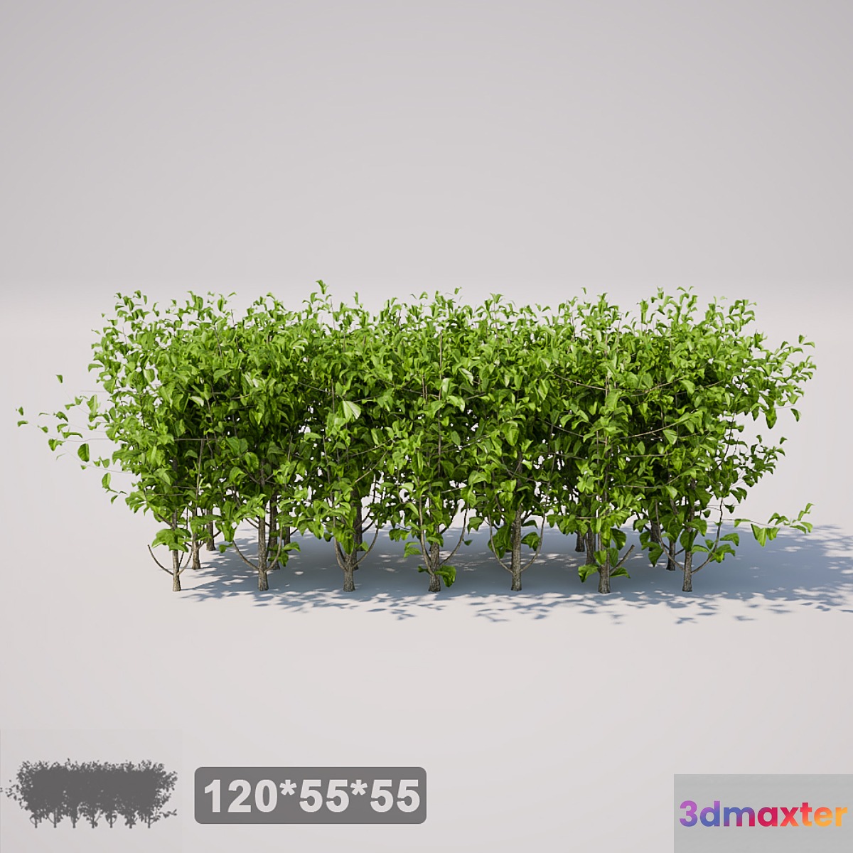 Small square bush 3D Max