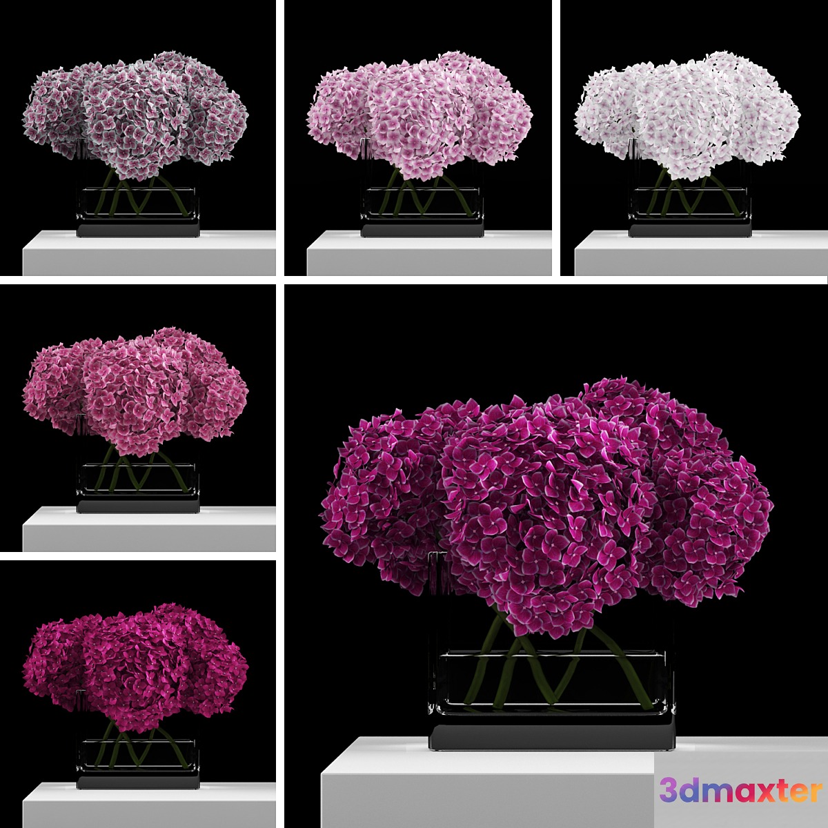 Pink hydrangeas 3D Max