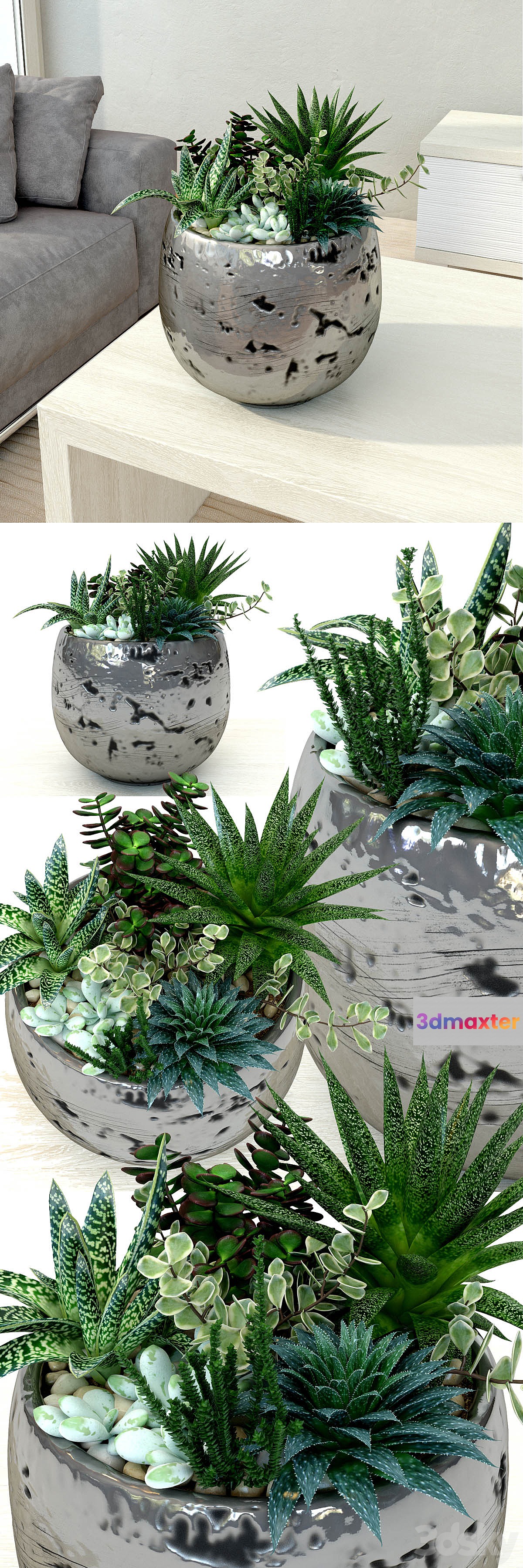 Pots with plants succulents - No.3