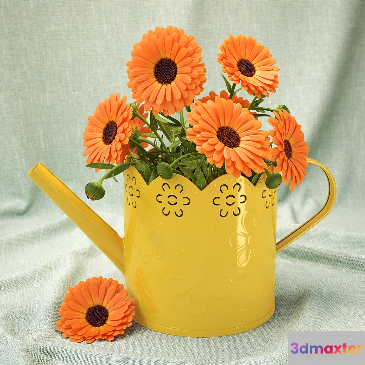 Calendula