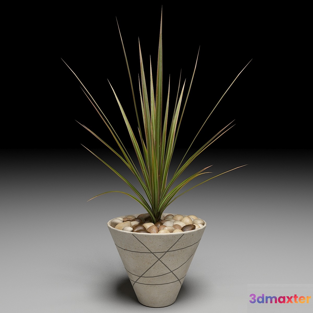 Dracaena Marginata tree