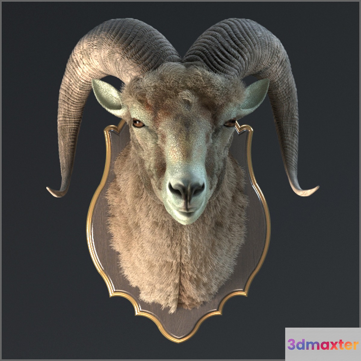 Altai argali 3D Max