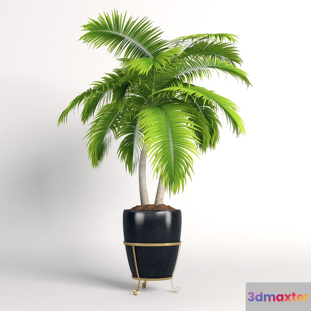 Double palm trees in a pot