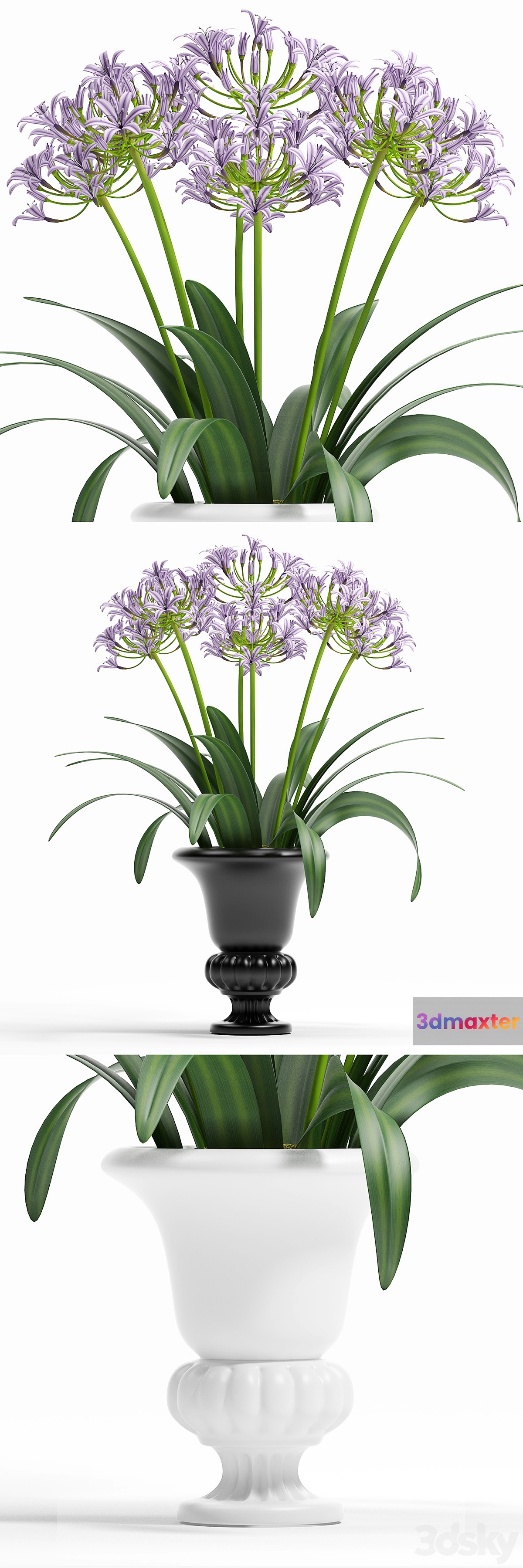 AFRICAN LILLY 3D Max