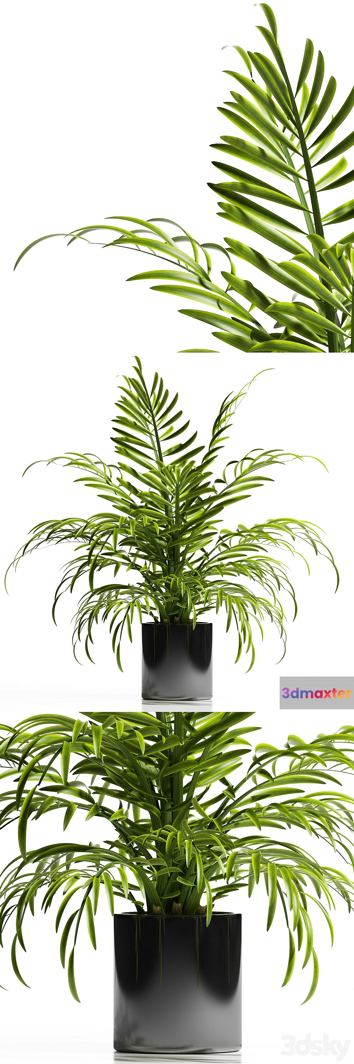 ARECA PALM PLANT 12