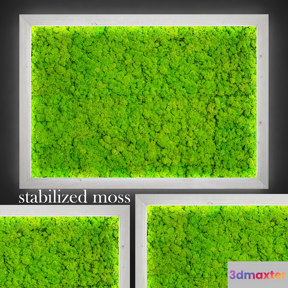 Stabilized moss. 3D Max