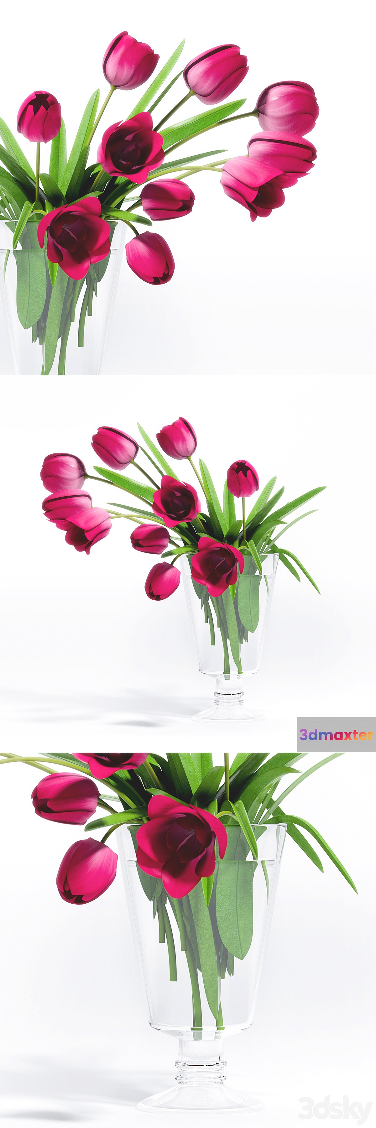 TULIP FLOWER - 5 - No.2