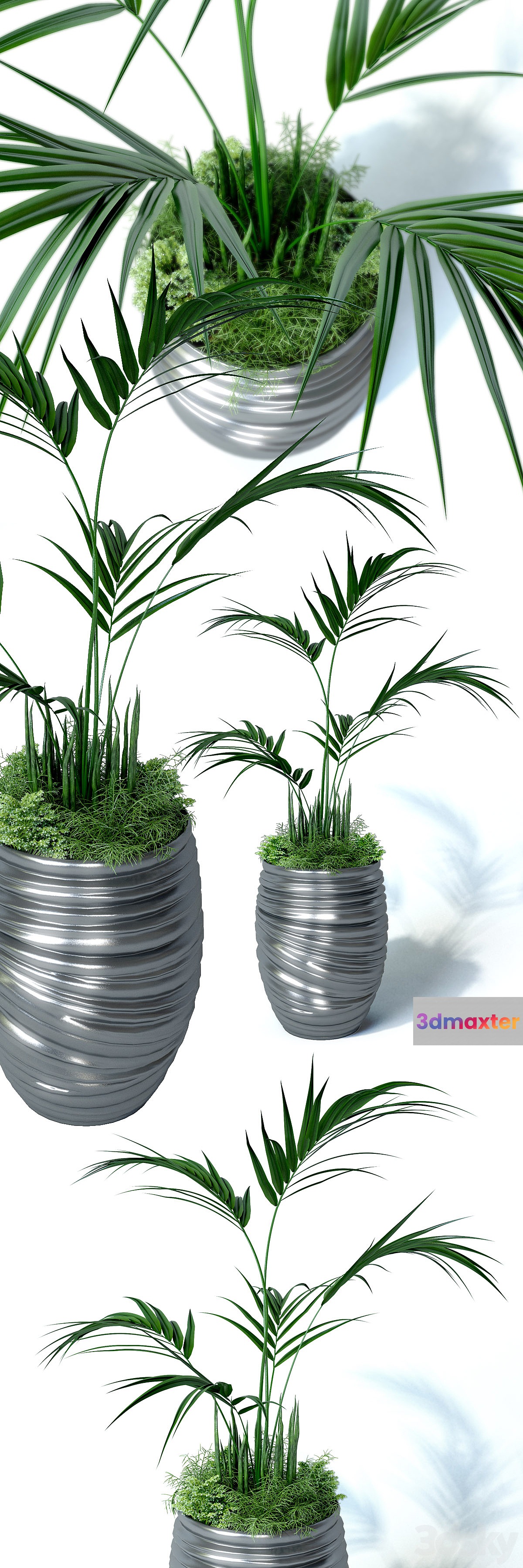 Howea palm composition 3D Max
