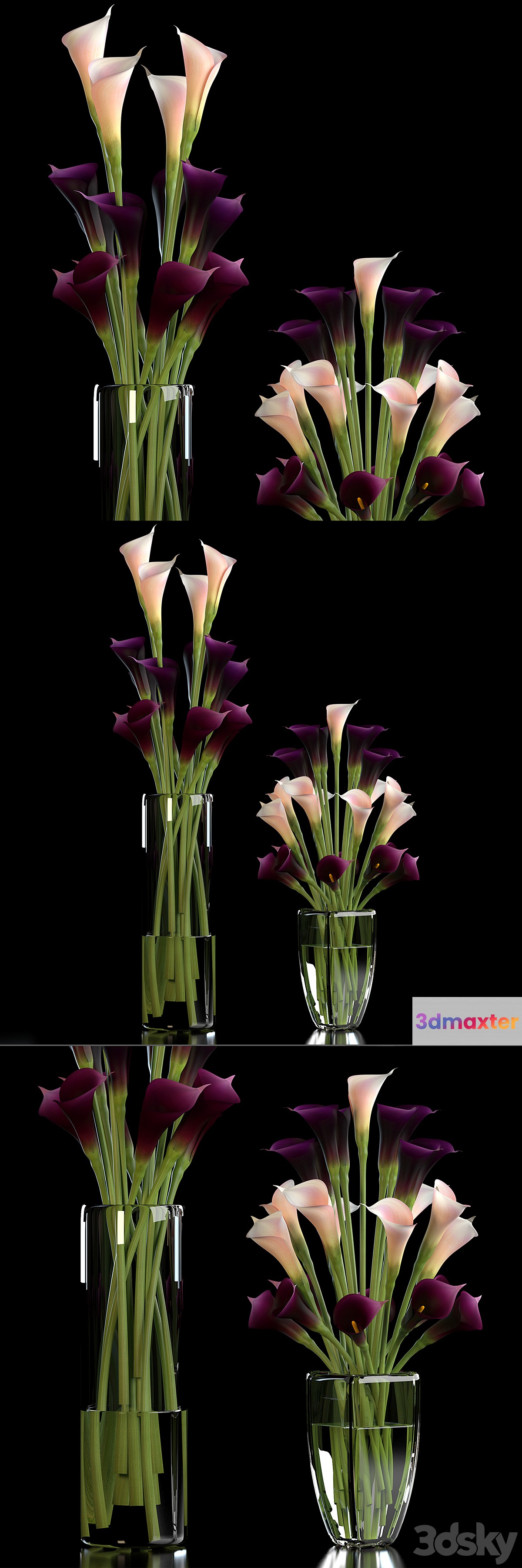 CALLA LILLY PURPLE
