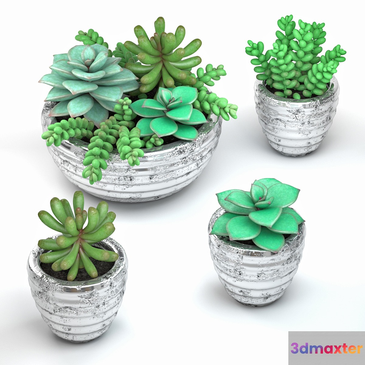 Succulents - No.2