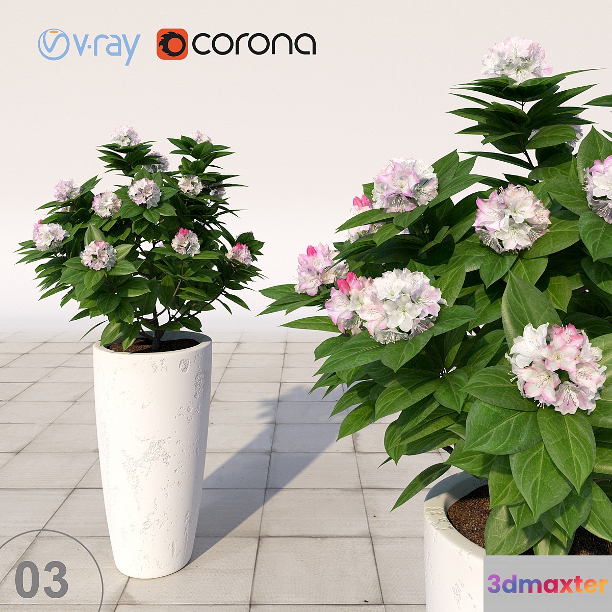 03 Rhododendron blossoming _ Rhododendron 3D Max