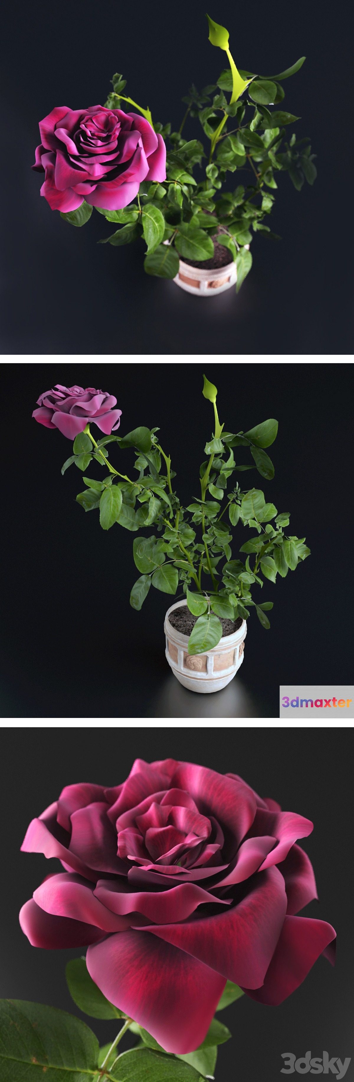 Miniature Rose 3D Max
