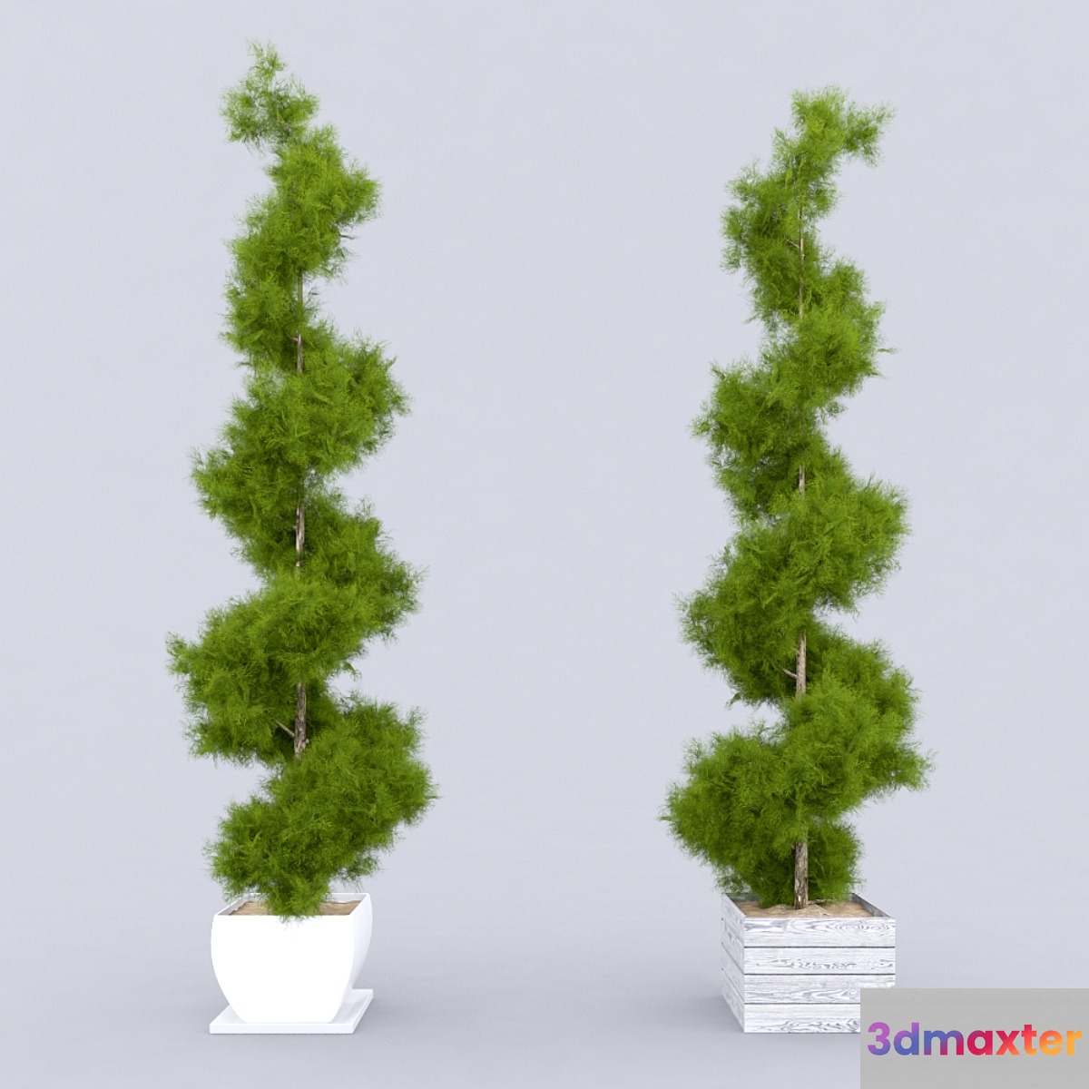 Thuja_plicata_001 3D Max