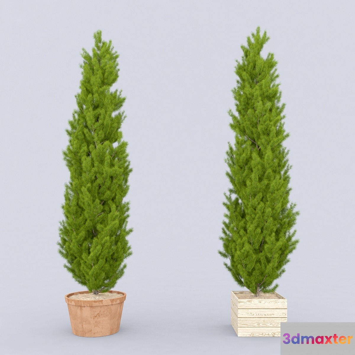 Thuja_plicata_002 - No.2