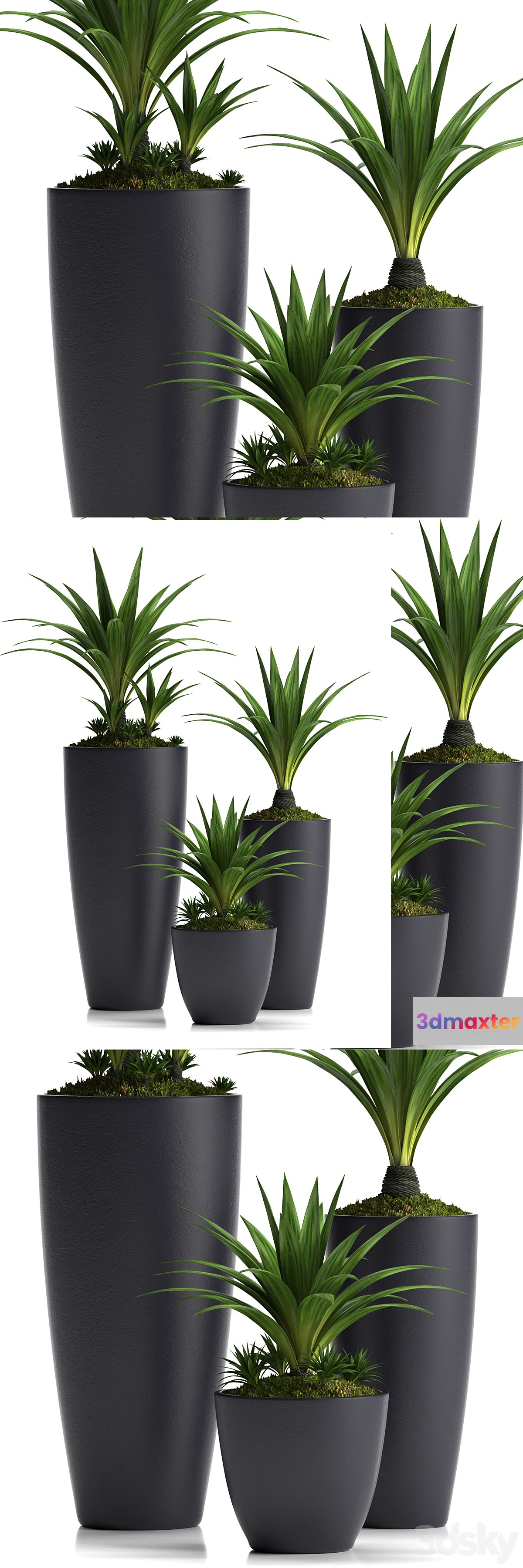 PLANTS 19